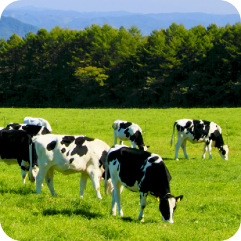 草原にいる牛たち