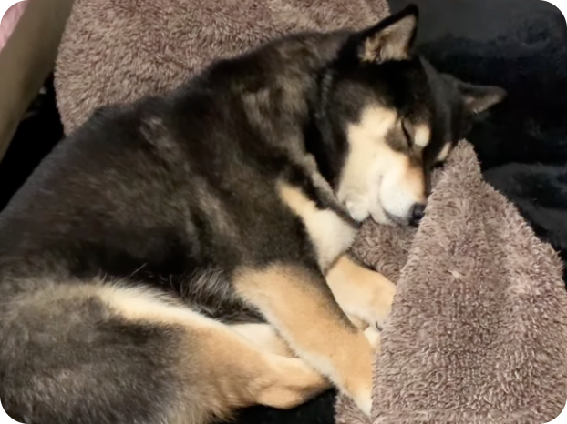 柴犬 吾子ちゃん