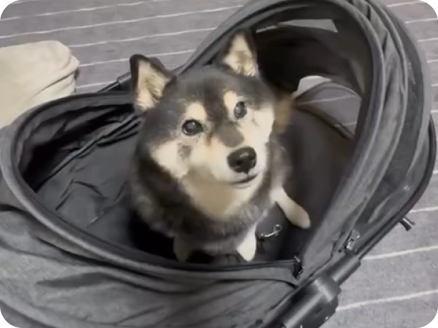 柴犬 吾子ちゃん