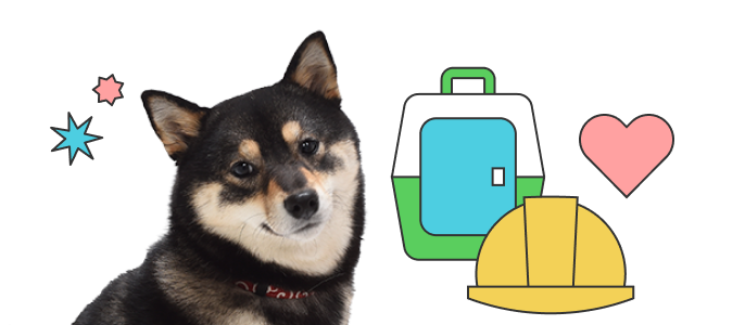 柴犬 吾子ちゃん