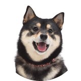 柴犬 吾子ちゃん