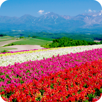 花畑